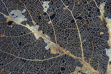 veins of dead leaf on black background in macro photography