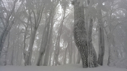 Las przyprószony śniegiem
