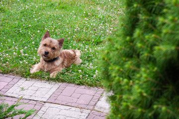 A small dog (Norwich Terrier) lies on the green grass and looks at the camera.