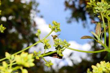 spring tree and bee