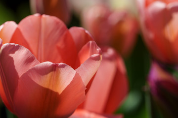 Blühende Tulpen im Frühling