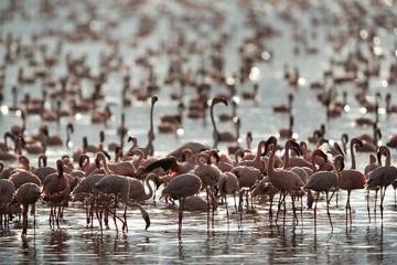 Lesser Flamingos and beautiful reflection, Kenya