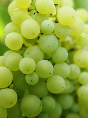 closeup of a bunch of green grapes 