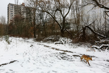 Wild fox walks in deserted ghost city of Pripyat, near Chernobyl nuclear power plant, Prypiat, Ukraine, December 2016.