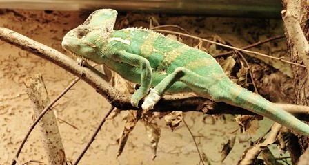 EIdechse  hockt auf  Zweig