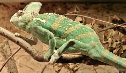 Eidechse im Terrarium