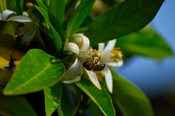 Fototapeta premium spring flowers and bee
