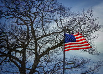 American flag in front of tree