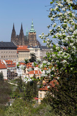 Obraz premium Spring Prague City with gothic Castle and the green Nature and flowering Trees from the Hill Petrin, Czech Republic
