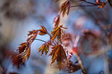 Japanese red maple leaves on a spring afternoon sunlight.