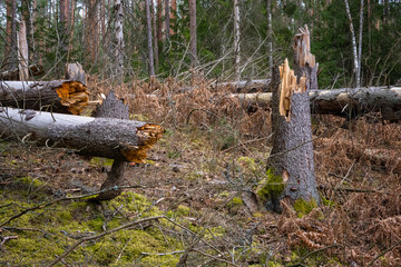 Broken tree trunks in the forest after storm. Fallen trees in the woods after hurricane