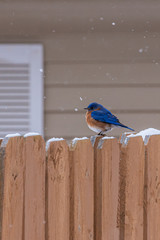 Fat Eastern Bluebird bird perched on fence near house in snow