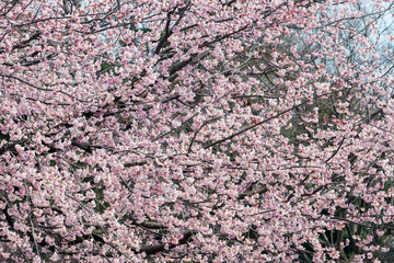 桜の花