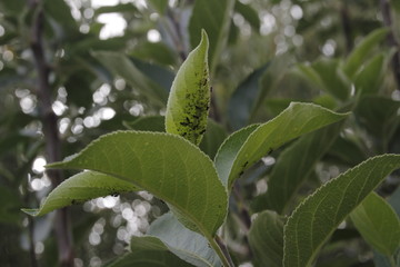 Vegetation in an urban park