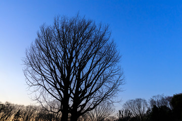 枯れ木のシルエット