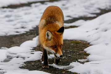 Wild red fox in winter forest.