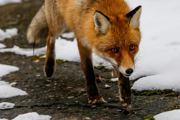Wild red fox in winter forest.