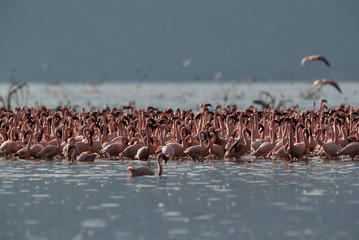 Lesser Flamingos at Lake Bogoria, Kenya