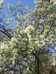 apple tree blossom