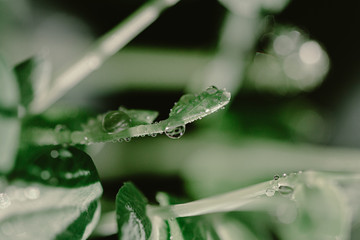 Naklejka premium Macro water drops on micro greens. Fresh green spring. Refreshing. Water crystals. Details and texture. Nature macro backdrop. Beautiful juicy green herbs. Macro micro greens.