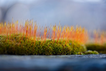 Moss Shoots 