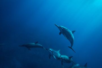 Fototapeta na wymiar A family of wild dolphins playing in the clear ocean waters. Mauritius, Indian Ocean