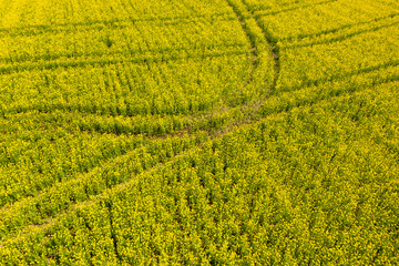 Rapsfeld in Bayern im Frühling