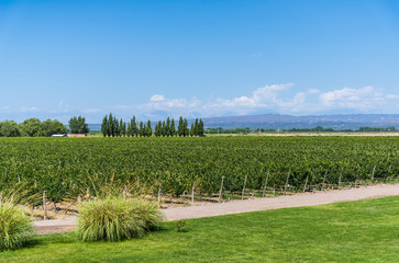 Obraz premium Vine plants in a vineyard in Mendoza and Andes mountains on a sunny day with blue sky