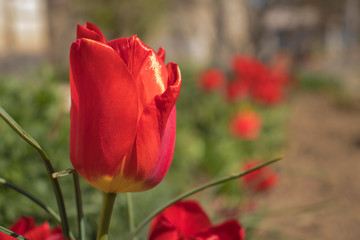 Red tulip on a blurred, green background.