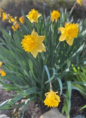 Close up view of blooming daffodil flowers in the spring 