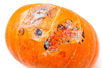 Close-up view of pumpkin with mildew on white background, selective focus