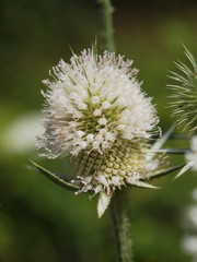 flower of a thistle flower