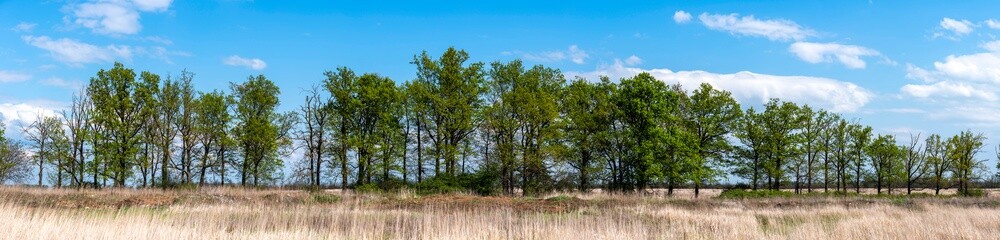 Panoramas with trees high resolution