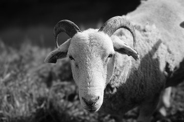 sheep in a farm