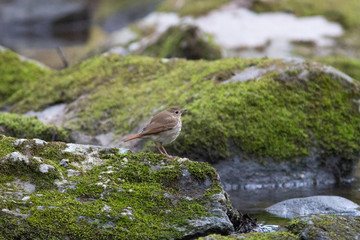 Hermit Thrush