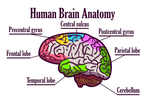 Medical poster with a human brain. The construction of human brains. Human biology. Medicine for children.