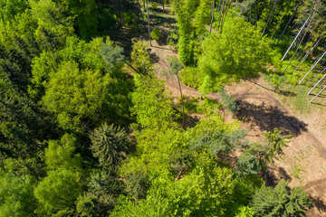 Luftaufnahme: Wald im Frühling