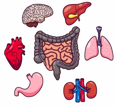 Set of human organs isolated on white background. There is a place for inscription. Stickers for anatomy.