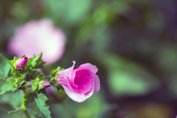 Blooming pink flower in the park