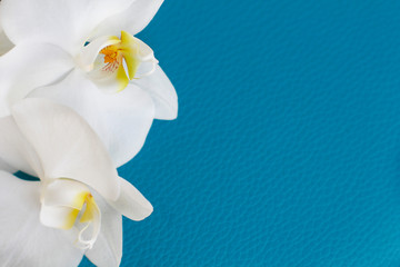 White orchid flower on a turquoise textured background, space for text, flat sunbed, top view