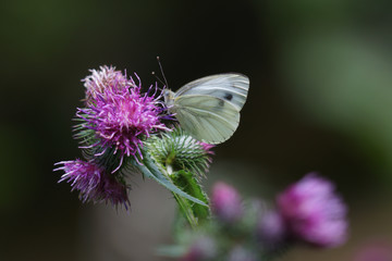 Butterfly on a thistle