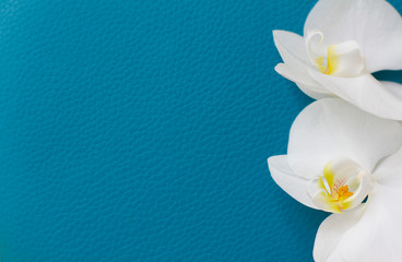 White orchid flower on a turquoise textured background, space for text, flat sunbed, top view
