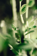 Macro water drops on micro greens. Fresh green spring. Refreshing. Water crystals. Details and texture. Nature macro backdrop. Beautiful juicy green herbs. Macro micro greens.