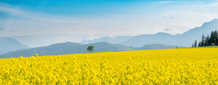 Panorama: Rapsfeld im Fr&uuml;hling
