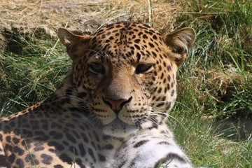 portrait de jaguar couché dans l'herbe