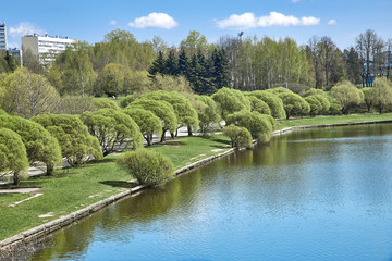 Curly spring willows on a city pond