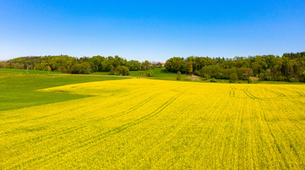 Fototapeta premium Rapsfeld in Bayern im Frühling