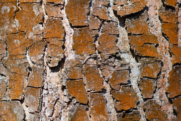 Relief texture of the brown bark of a tree