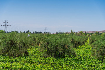 View at vine plants and olive trees in a vineyard in Mendoza, Argentina