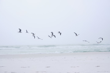 Flock of seabirds.  Foggy day at Destin, Florida's Panhandle.
